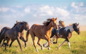 Gezonde paardenbrokken van Höveler met natuurlijke vitaminen en mineralen voor optimale voeding
